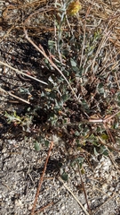 Eriogonum umbellatum