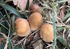 Micacei