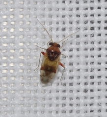 Pinalitus conspurcatus