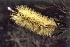 Melaleuca paludicola