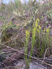 Schizaea bifida