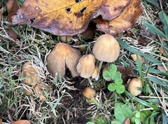 Micacei