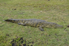Crocodylus niloticus