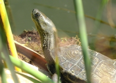 Mauremys leprosa leprosa