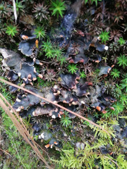 Peltigera polydactylon