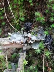 Peltigera polydactylon