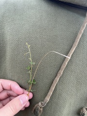 Medicago lupulina
