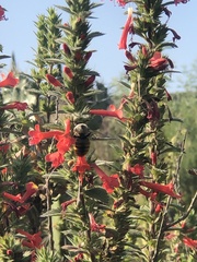 Xylocopa tabaniformis azteca