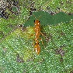 Pseudomyrmex simplex