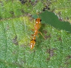 Pseudomyrmex simplex
