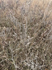 Lithospermum occidentale