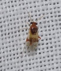 Pinalitus conspurcatus