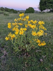 Senecio selloi