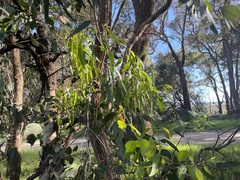 Amyema miquelii