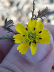 Deinandra paniculata