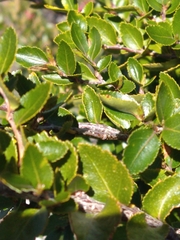 Nothofagus betuloides