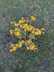 Senecio selloi