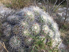 Mammillaria compressa compressa