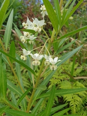 Gomphocarpus fruticosus