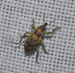 Coniatus tamarisci