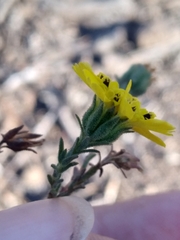 Deinandra paniculata