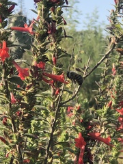 Xylocopa tabaniformis azteca