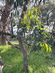 Amyema miquelii