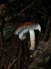 Verrucosporaceae