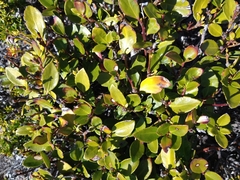 Embothrium coccineum