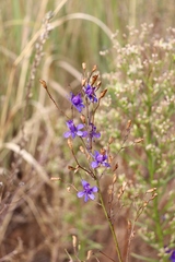 Delphinium consolida