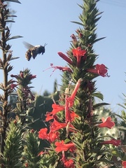 Xylocopa tabaniformis azteca