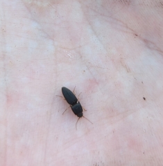 Heteroderes amplicollis