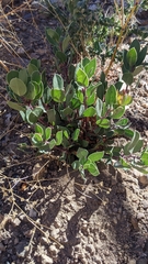 Arctostaphylos