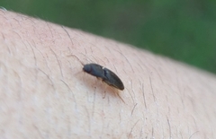 Heteroderes amplicollis