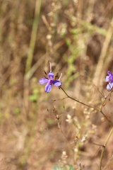 Delphinium consolida