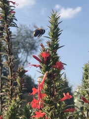 Xylocopa tabaniformis azteca