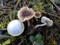 Lepiota echinella
