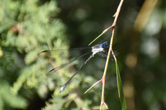 Archilestes