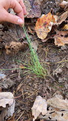 Allium vineale