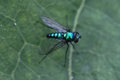 Condylostylus armipes