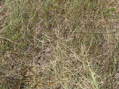 Eragrostis curtipedicellata