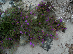 Fagonia chilensis