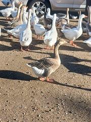 Anser anser domesticus × anser cygnoides domesticus