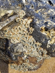 Anthopleura elegantissima