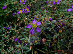 Fagonia chilensis