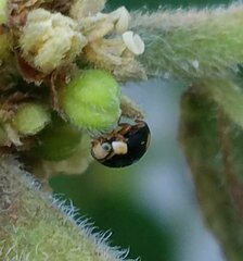 Hyperaspis ornatella