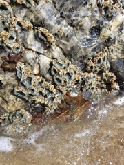 Anthopleura elegantissima