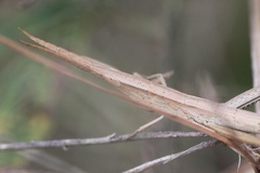 Achurum carinatum