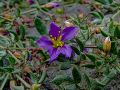Fagonia chilensis