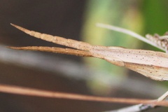 Achurum carinatum